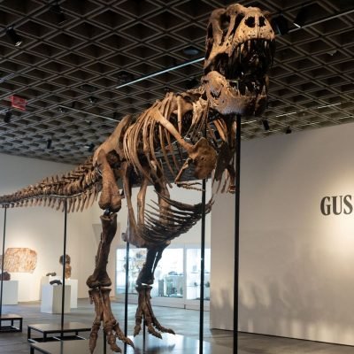 Gus the T-rex breaks dinosaur fossil sale record at auction